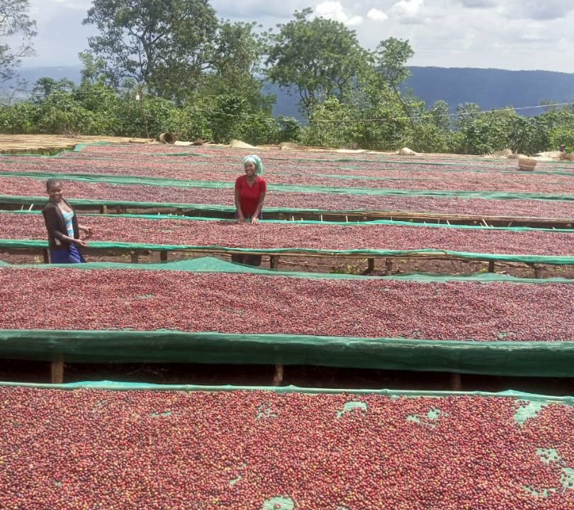 Cofotera Coffee's Farm in Ethiopia